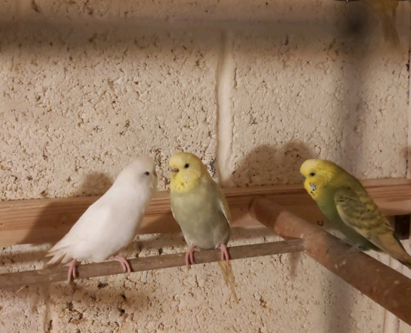 gumtree budgies